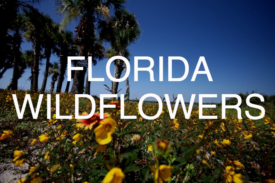 Plant Wildflowers Native to Florida