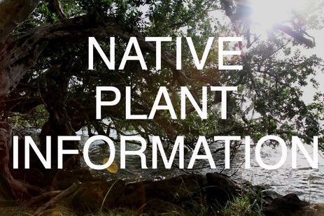 Native Florida Plant Information